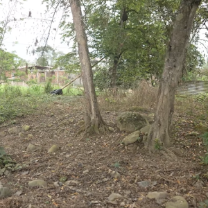 Sitios en Cochancay (La Troncal)