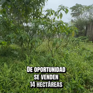 14 Hectáreas en La Victoria (La Troncal)